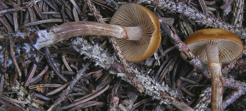 Galerina da determinare n�1.